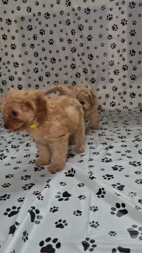 Cavapoo dogs for sale: Dna Health Tested F1 Cavapoo puppies - Video 1