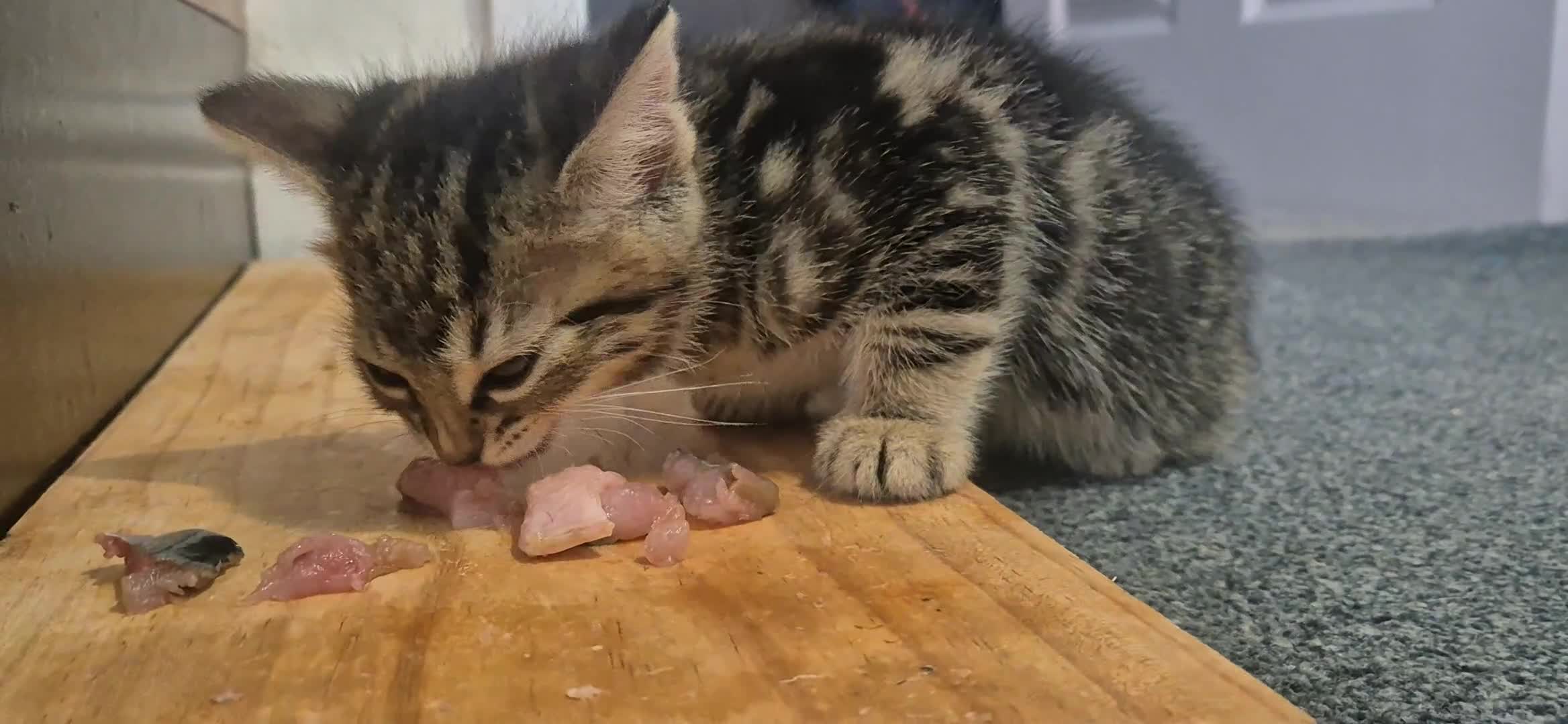 European cats for sale: Kitten for free - Video 3