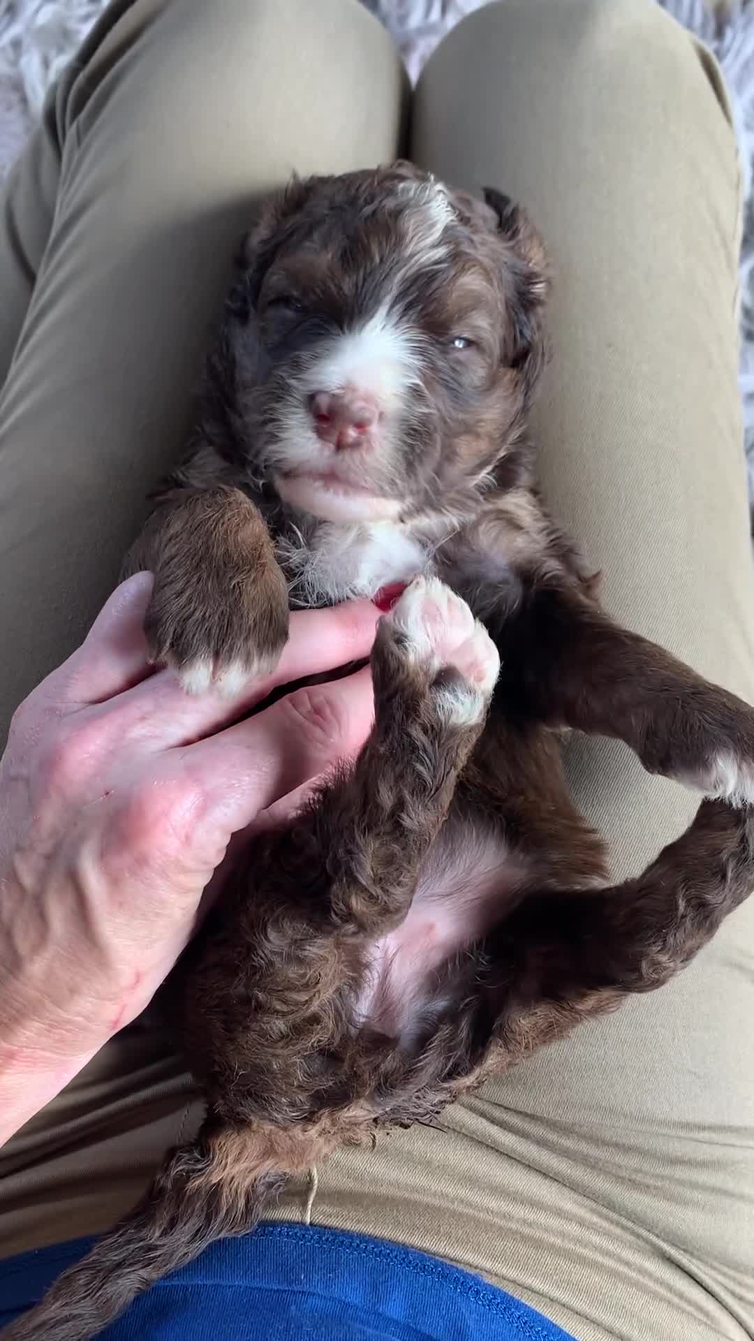 Bernedoodle dogs for sale: Standard Size Bernedoodle  - Video 3
