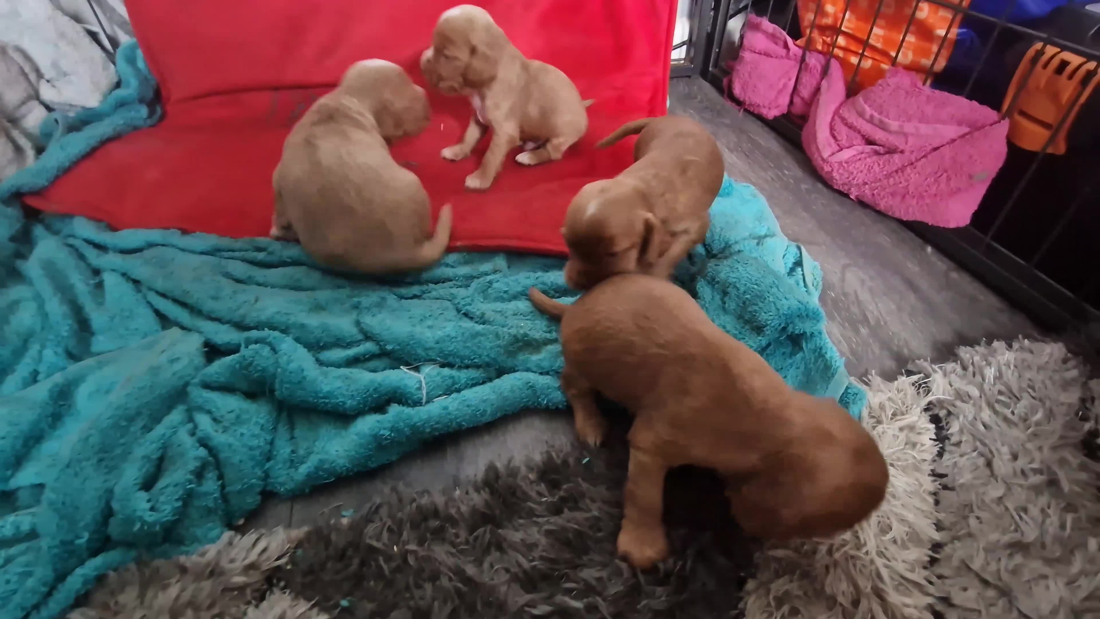 Cocker Spaniel dogs for sale: COCKER SPANIELS 2 GIRLS & 2 BOYS READY TO RESERVE - Video 1