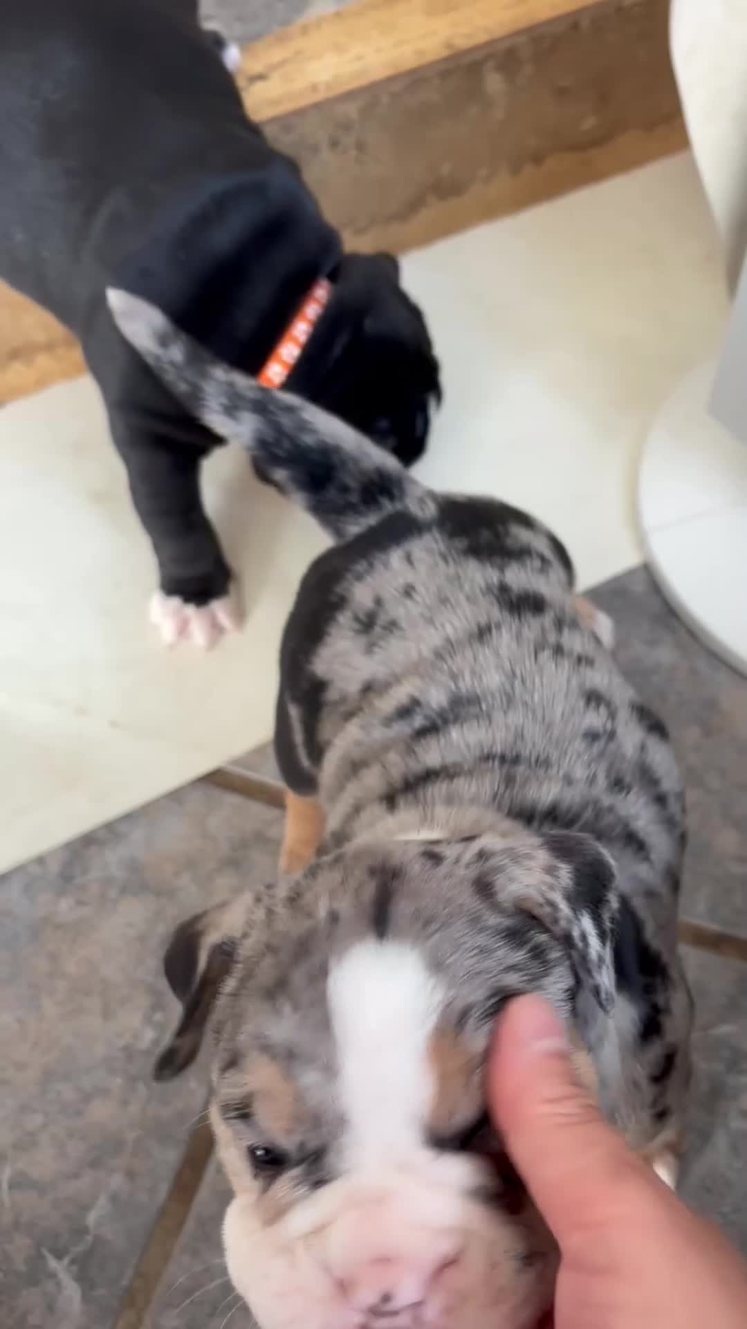 Mixed Breed dogs for sale: Mixed breed bulldog puppies - Video 2