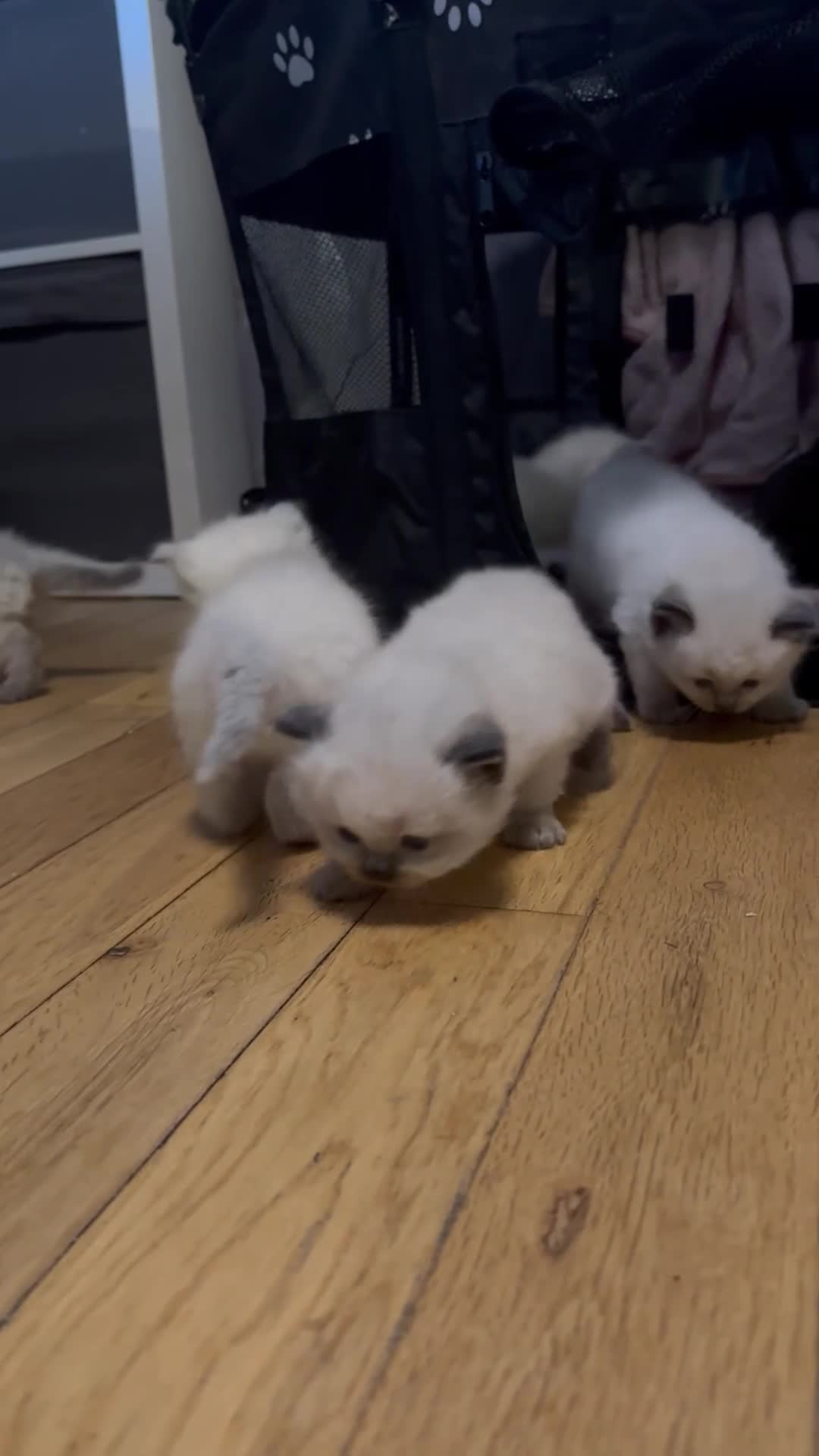 Ragdoll cats for sale: Pure ragdoll  - Video 2