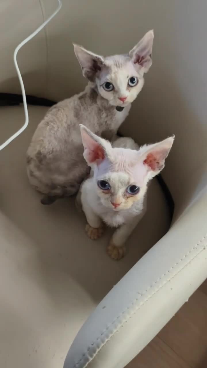 Devon Rex cats for sale: Ready to go home Devon Rex kittens in London.  - Video 1