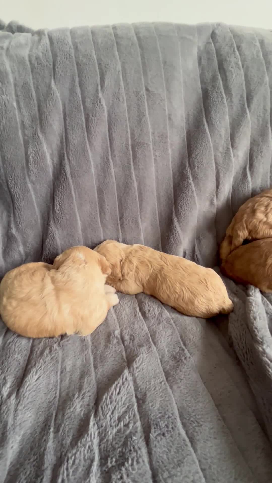 Cockapoo dogs for sale: Stunnning cockerpoos  - Video 1