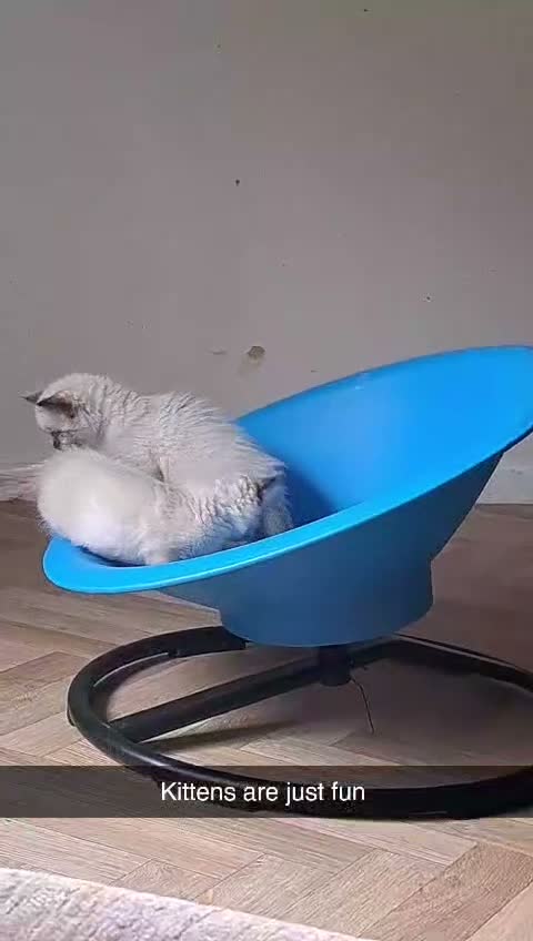 Ragdoll cats for sale: Female Ragdoll kittens - Video 1