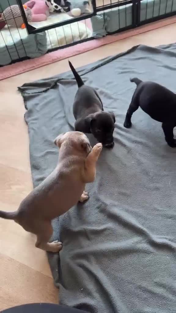 Mixed Breed dogs for sale: Frenchie x Staffy Puppys - Video 1