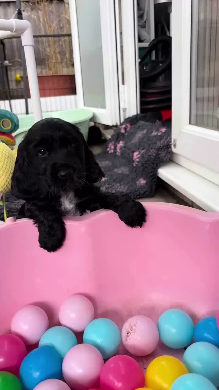 Cocker Spaniel dogs for sale: Ready Now RKC Reg DNA CLEAR Show Cocker Female in Fareham - Video 3