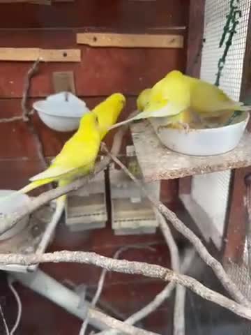 Budgerigars birds for sale: Budgies for sale - Video 1