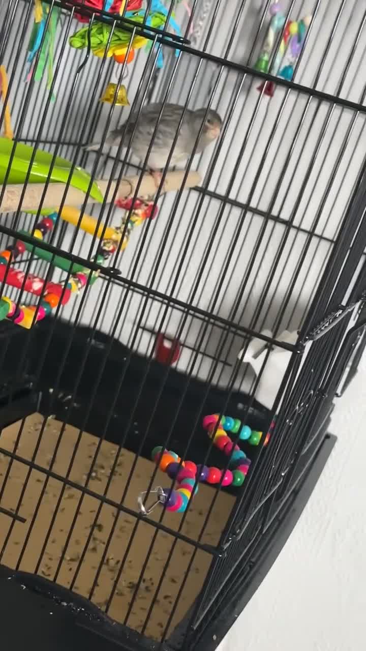 Canaries birds for sale: Male canary for sale  - Video 1