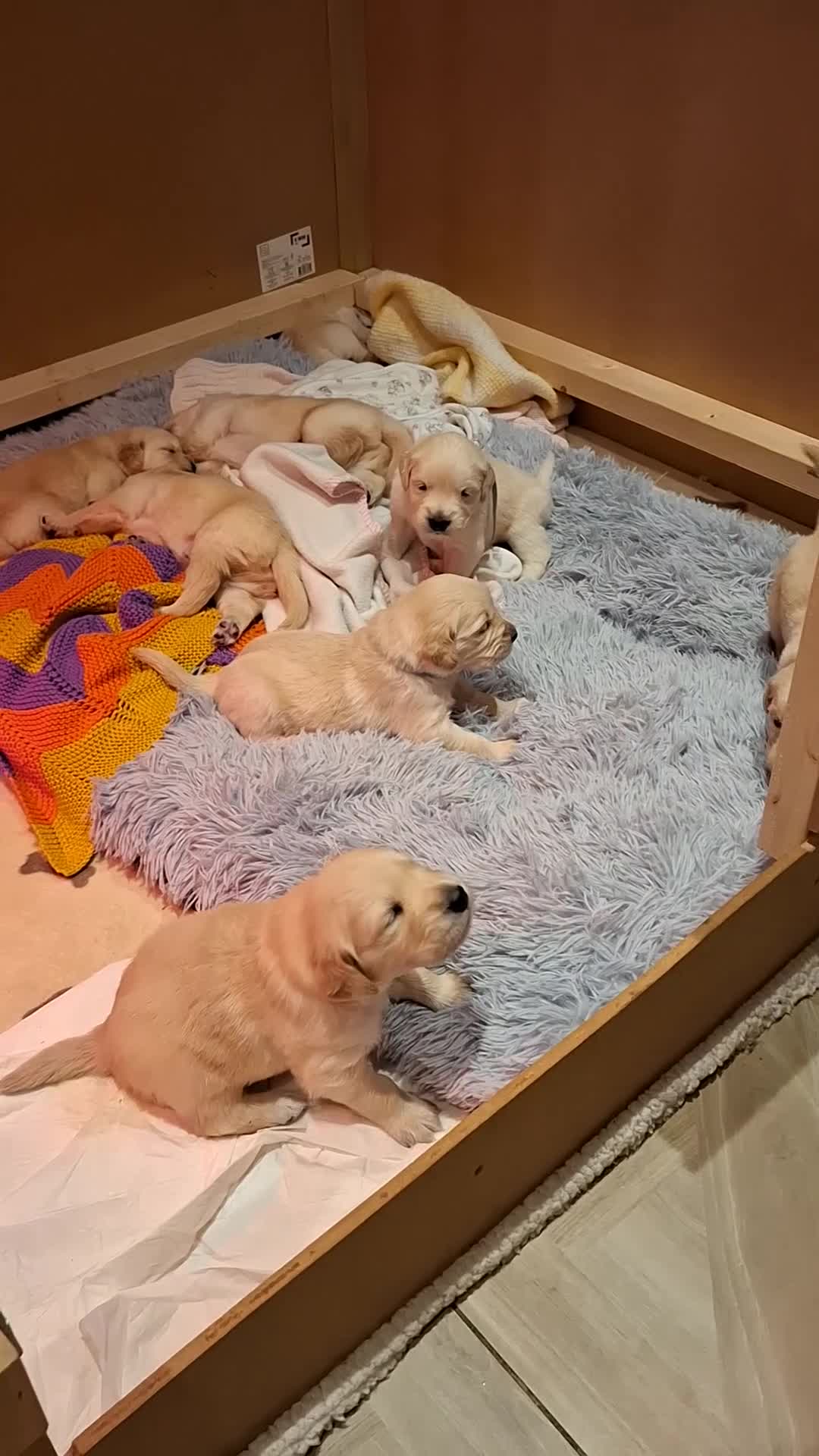 Golden Retriever dogs for sale: KC reg golden retriever puppies - Video 3