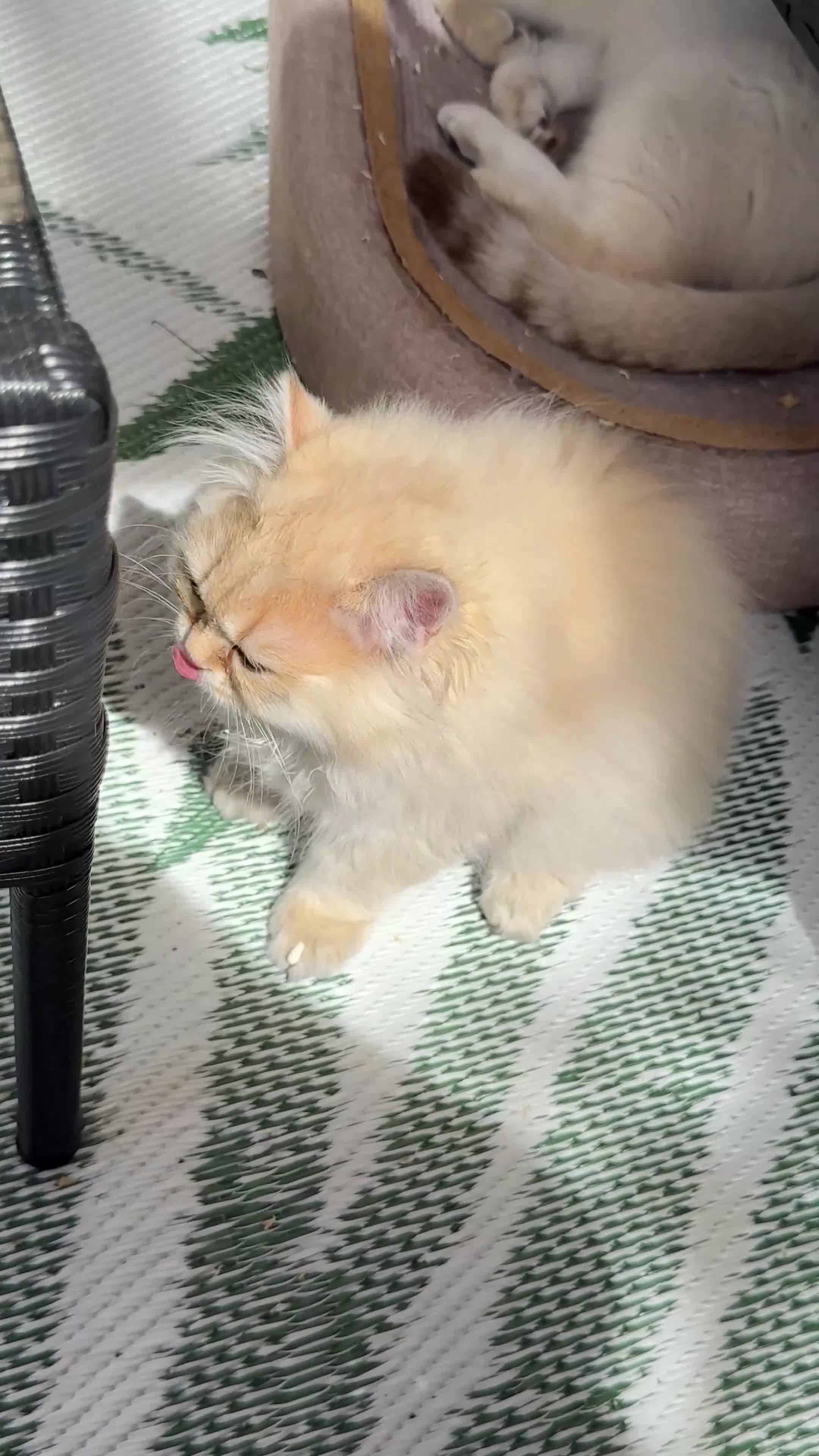 British Longhair cats for sale: Longhair baby Rocky looking for forever home - Video 3