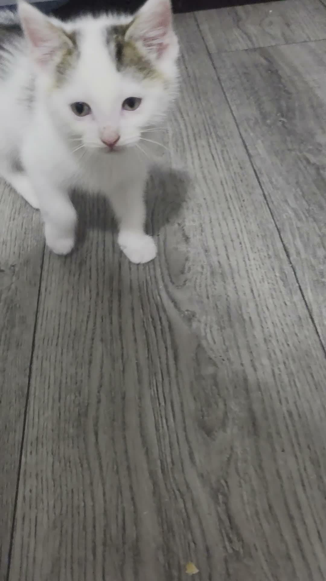Ragdoll cats for sale: Half ragdoll - Video 1