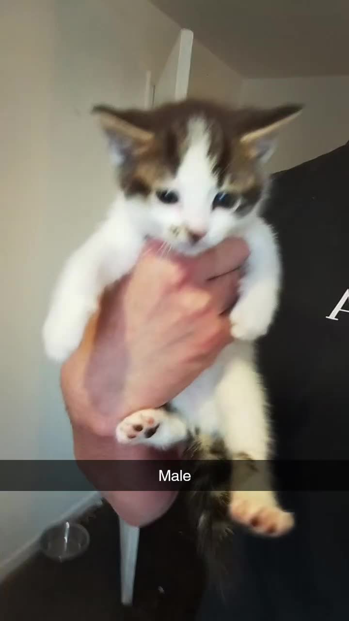 British Shorthair cats for sale: Gorgeous litter  - Video 2