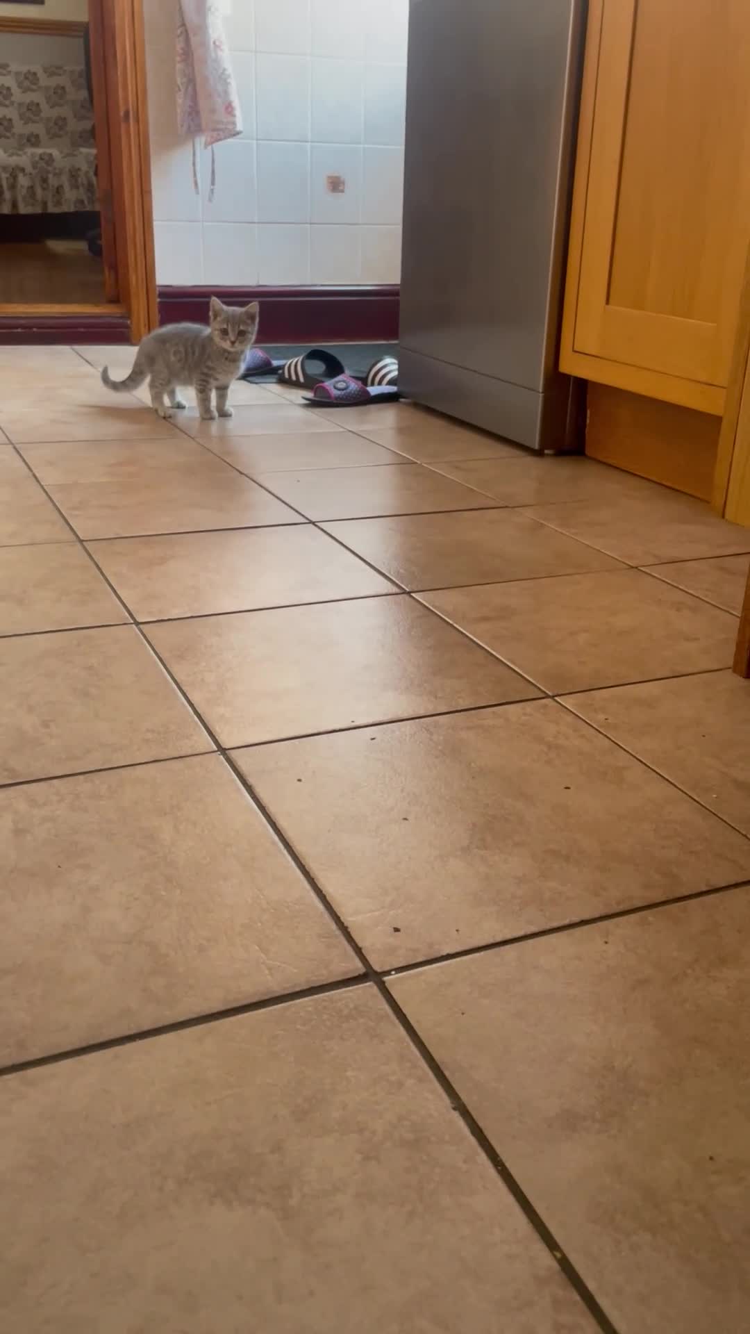 British Shorthair cats for sale: Grey stripe British short hair kitten - Video 1