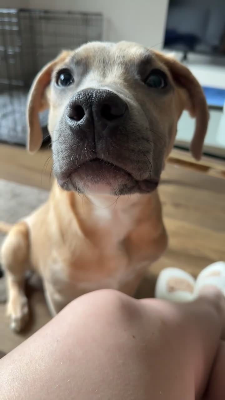 Mixed Breed dogs for sale: German shepherd cross American bulldog for sale  - Video 1