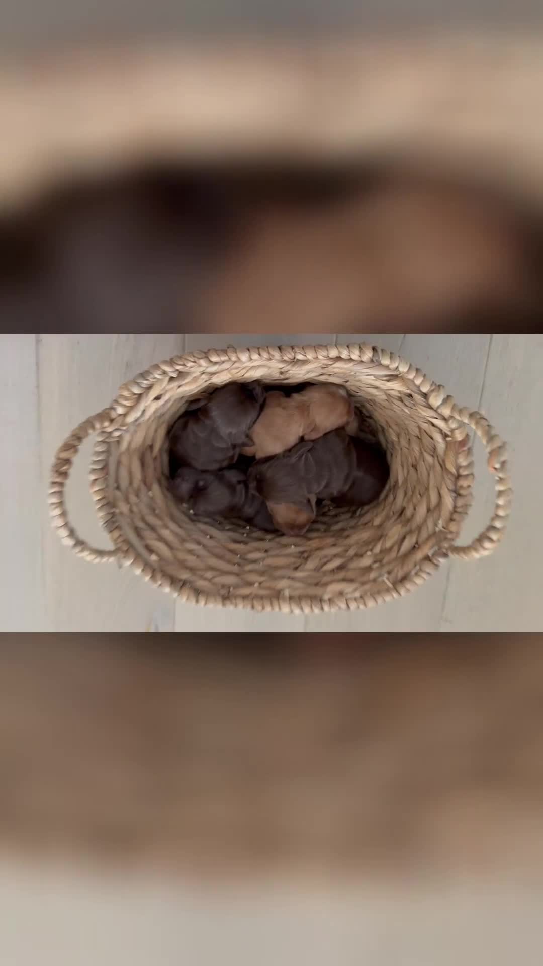 Cocker Spaniel dogs for sale: Show cocker spaniels  - Video 1