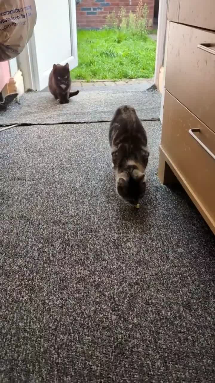 Mixed Breed cats for sale: Kittens  in Birmingham - Video 2