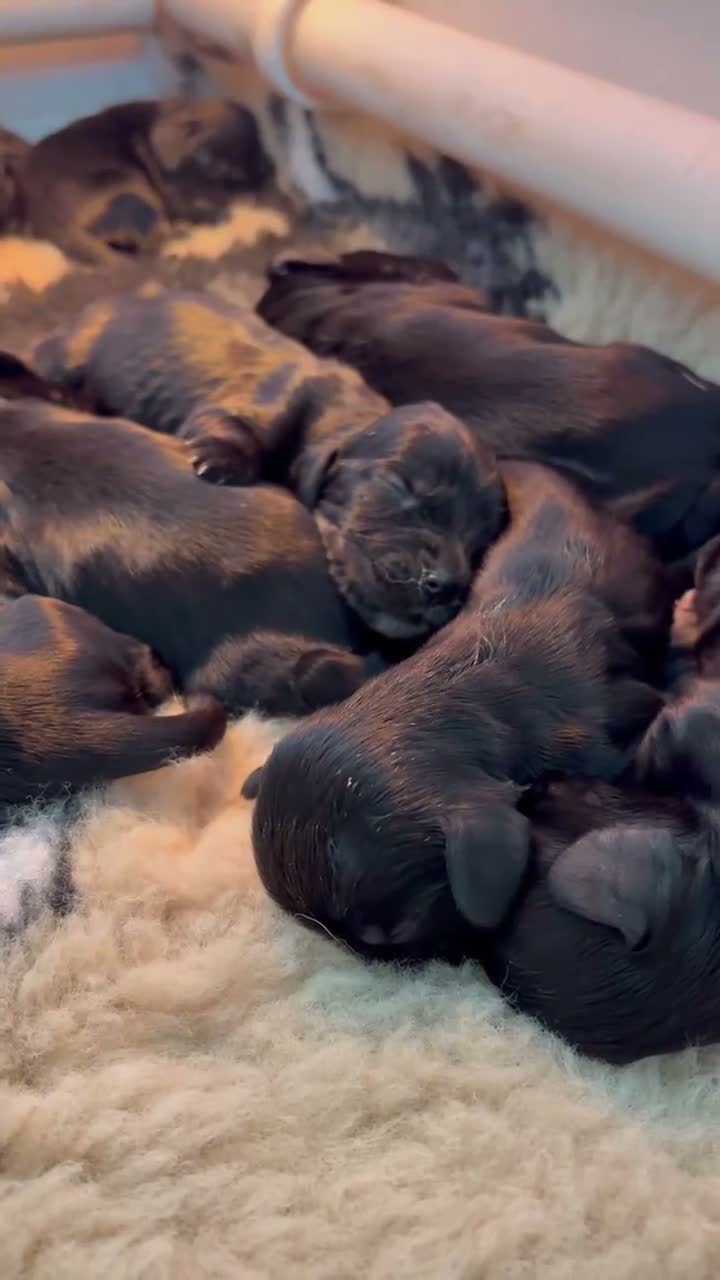 Cocker Spaniel dogs for sale: Real true show type puppies.  - Video 1
