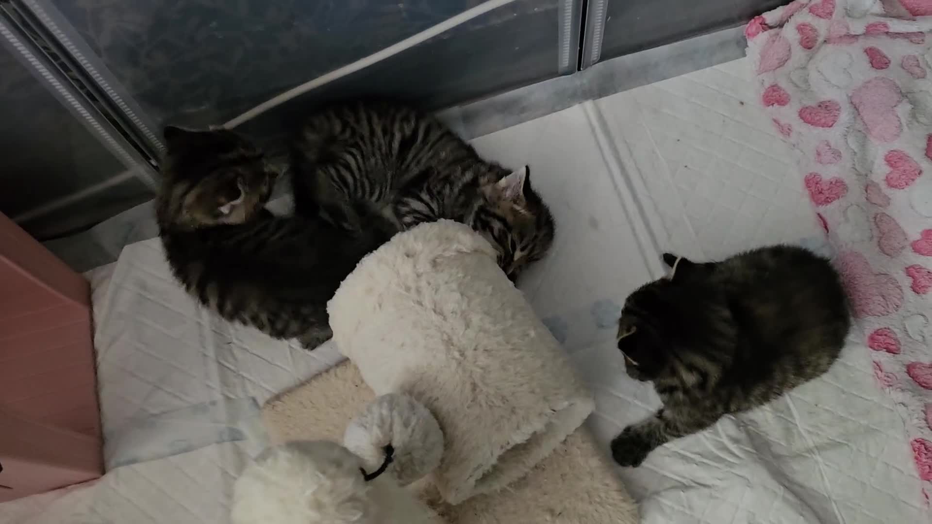 European cats for sale: 4 beautiful kittens looking for the New 🤎 home  - Video 1
