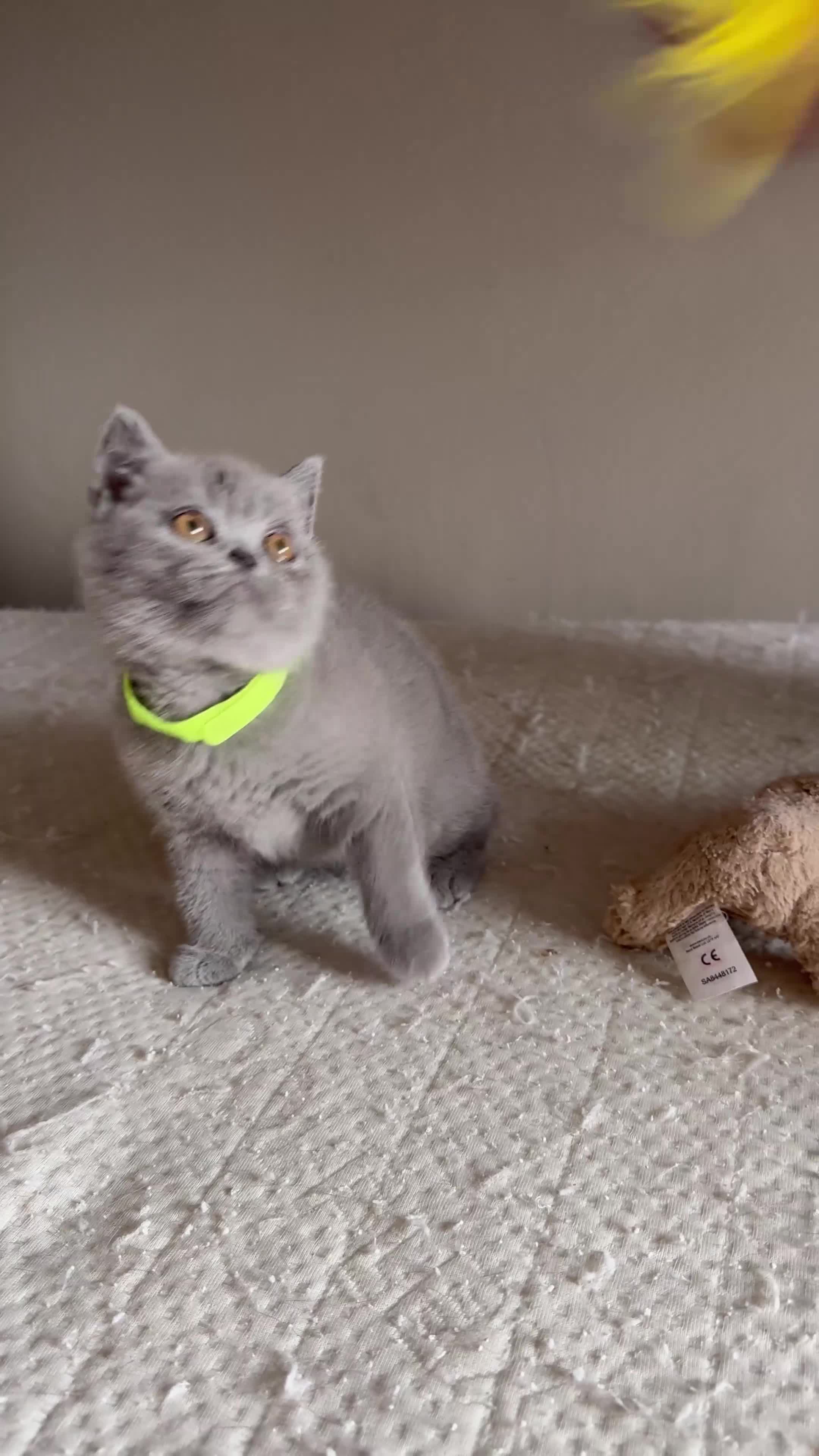 British Shorthair cats for sale: Ready to leave pedigree BSH kittens - Video 1