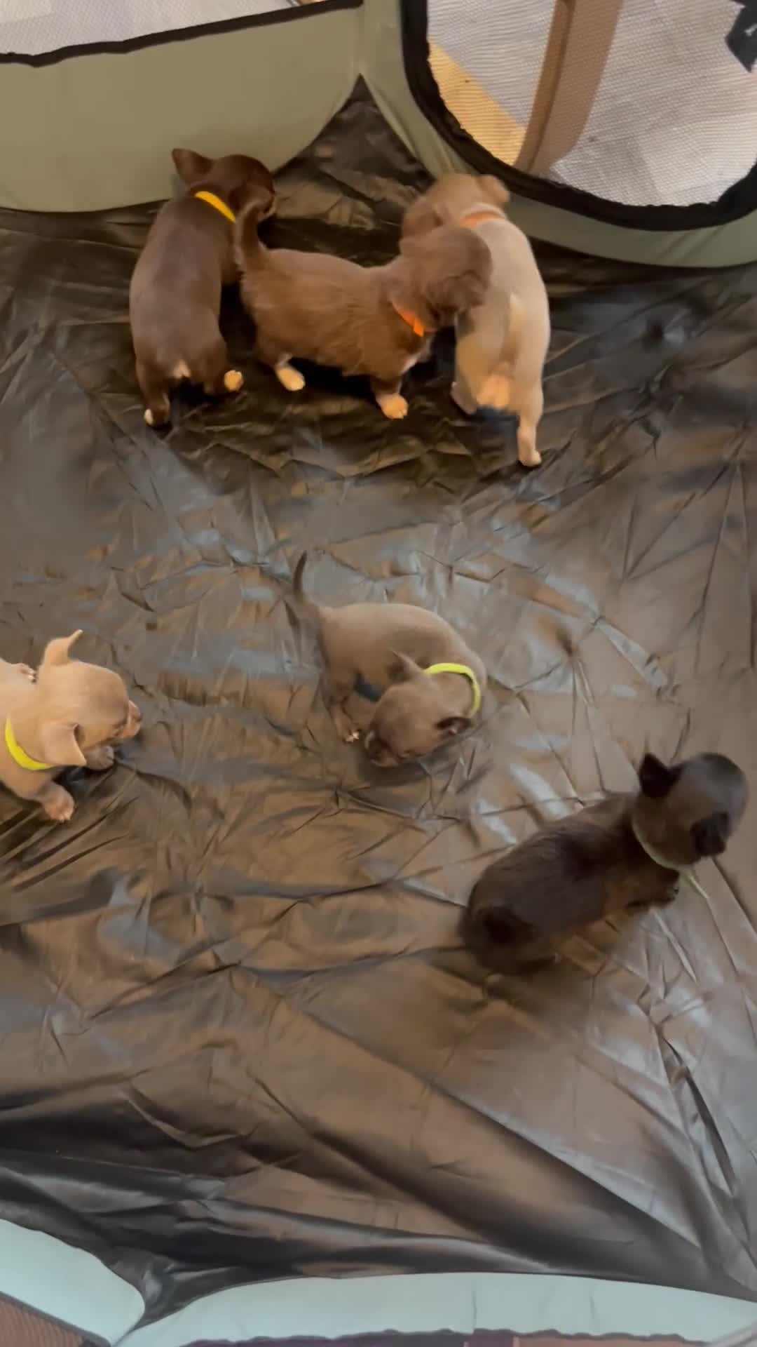 Chihuahua dogs for sale: Chihuahua teacups - Video 5