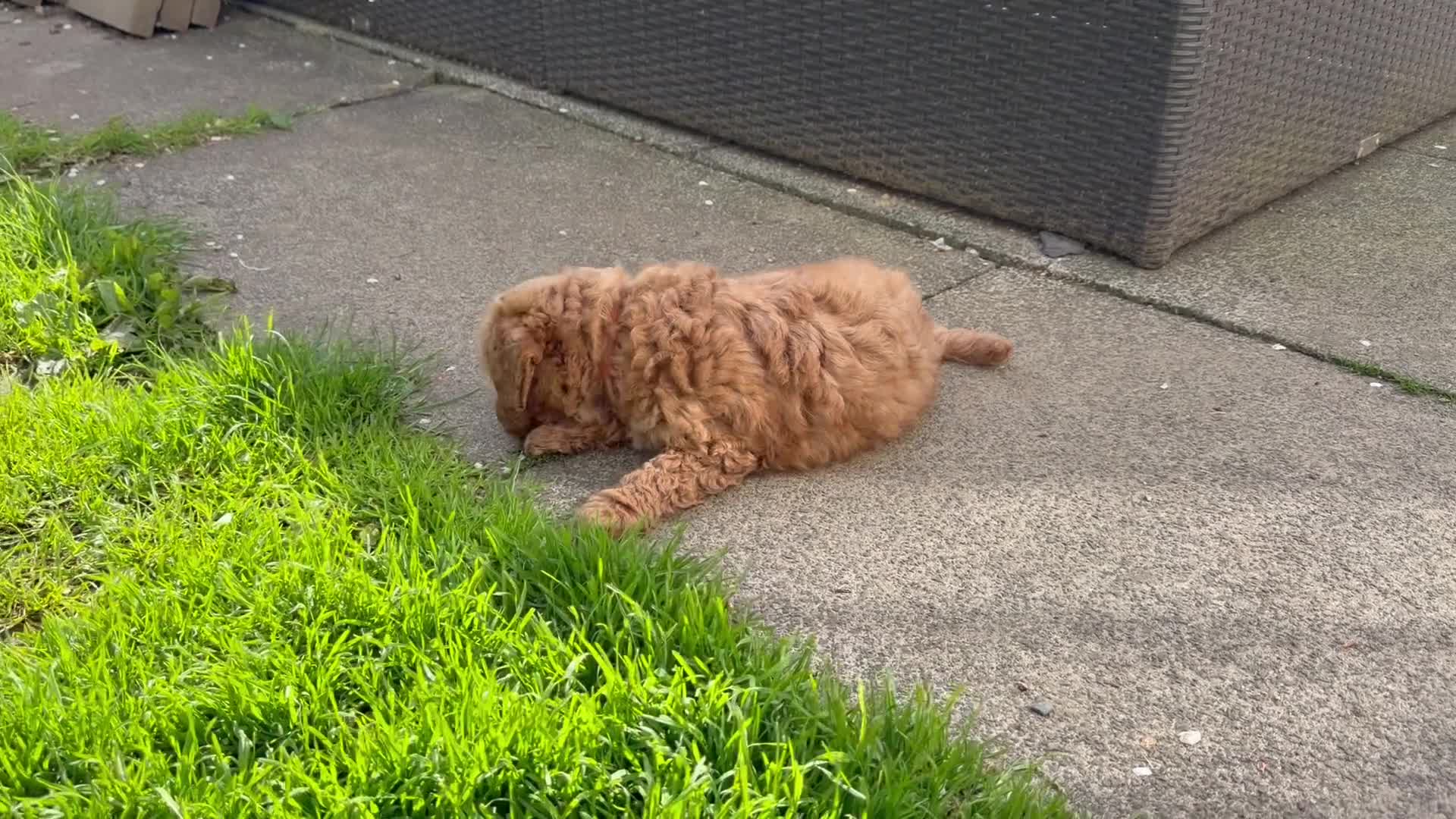 Cavachon dogs for sale: 5 ⭐️Gorgeous F1 Fox Red boy Cavapoochon. - Video 2