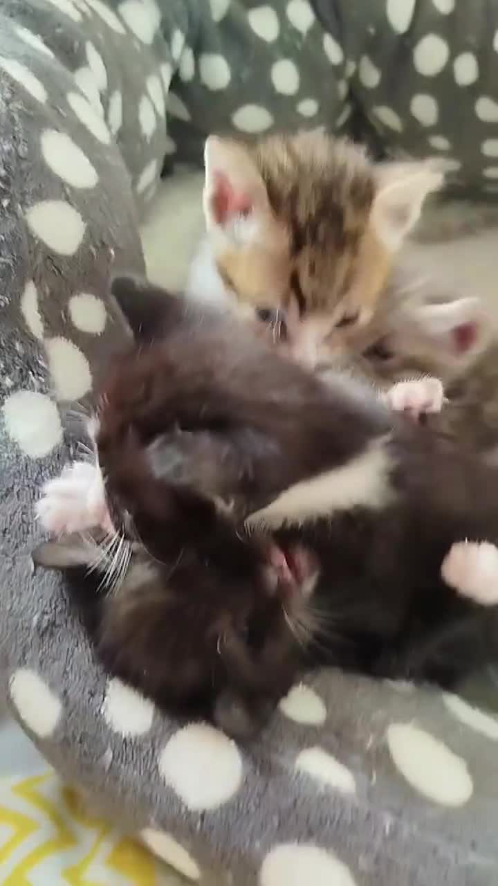 Savannah cats for sale: Playful Savannah F5 Mix Kittens for Loving Homes - Video 2