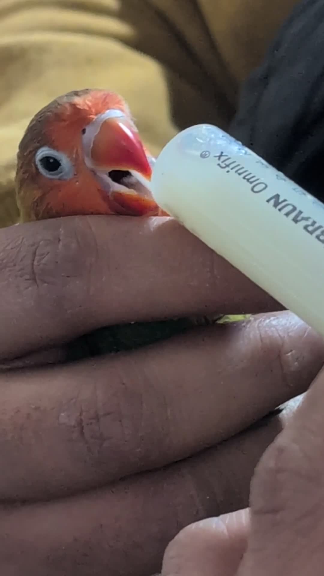 Lovebirds birds for sale: Hand Reared New Born Love Birds - Video 4