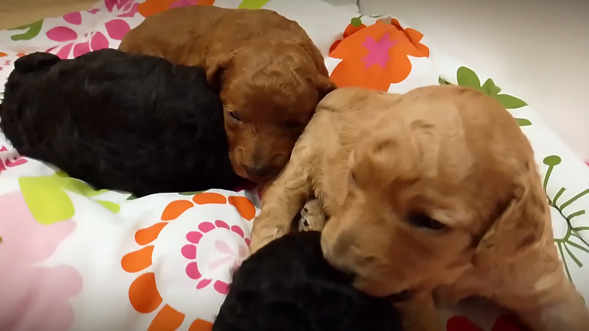 Miniature Poodle dogs for sale: KC Registered Miniature Poodle Puppies  - Video 1