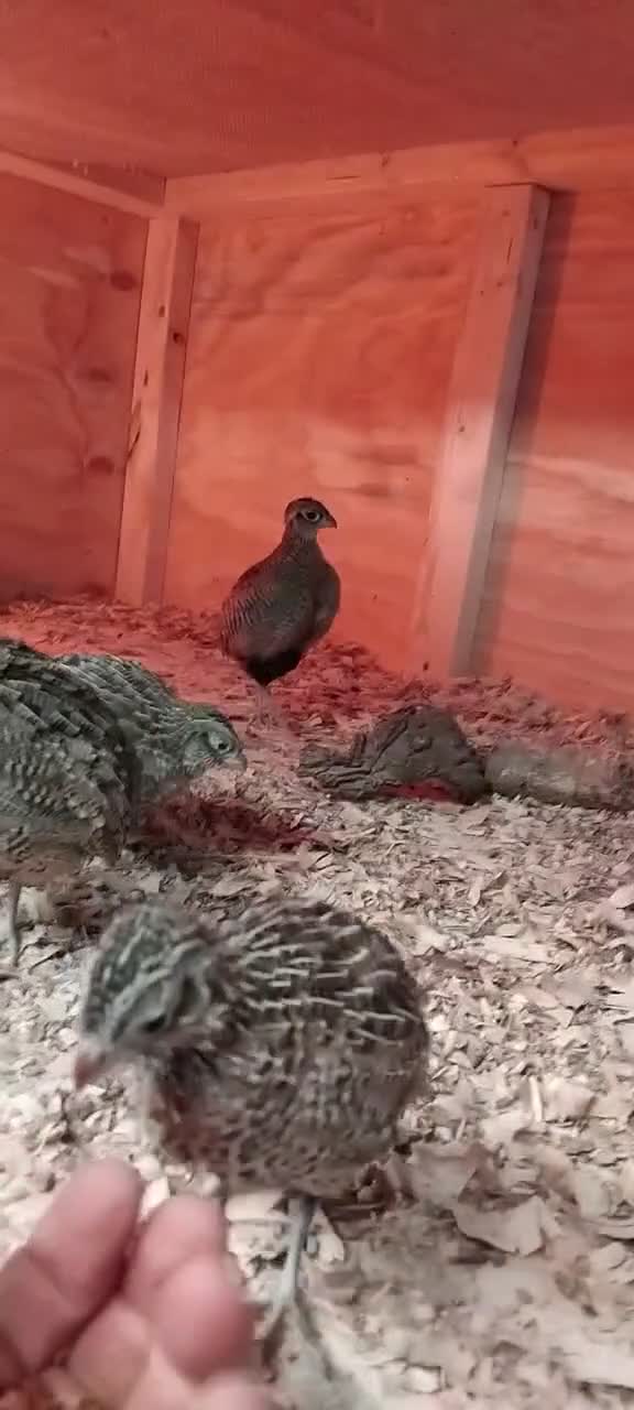 Quail poultry for sale: Mearns/Monizuma Male Quail 2026 in Minehead - Video 1