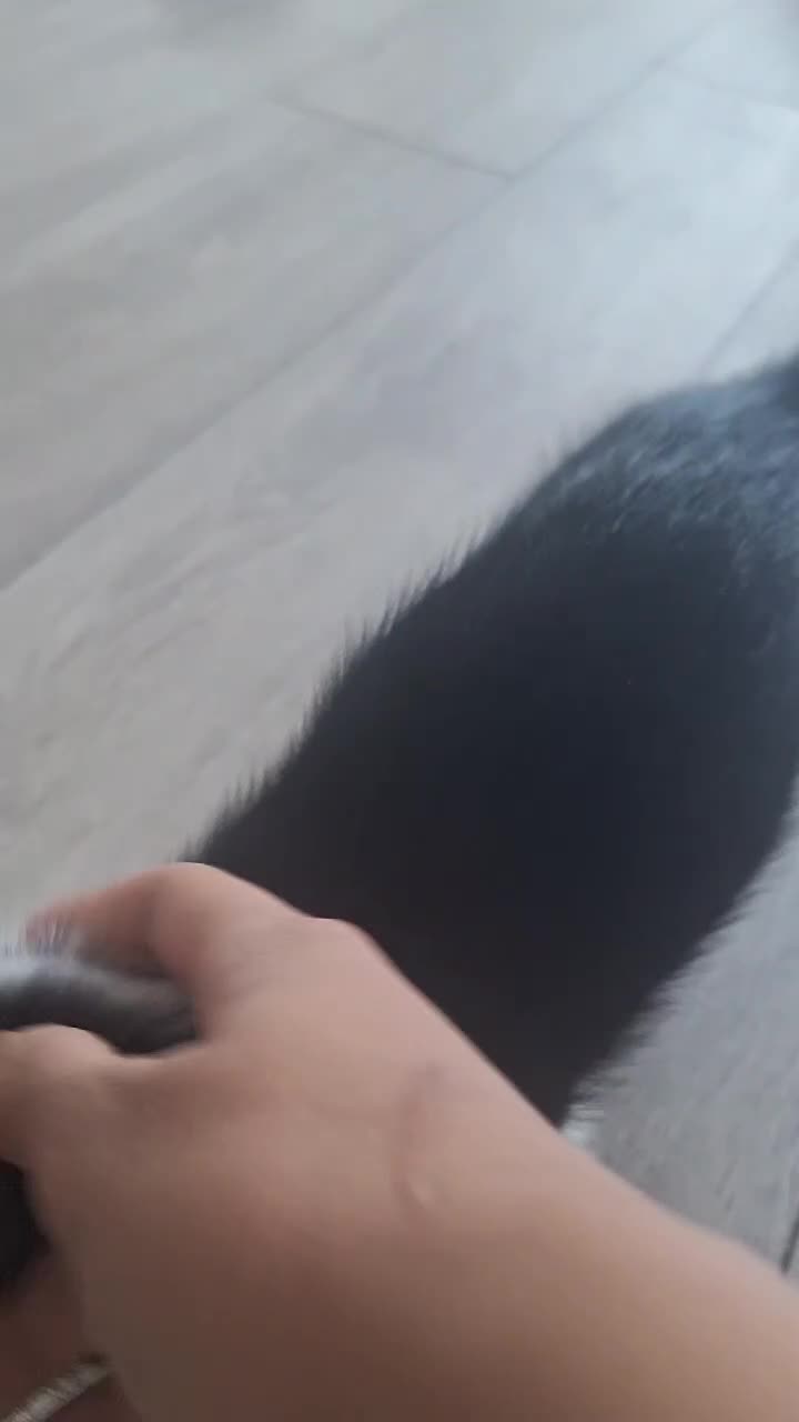 Mixed Breed cats for sale: Adorable Tuxedo Kittens available to Forever homes - Video 1