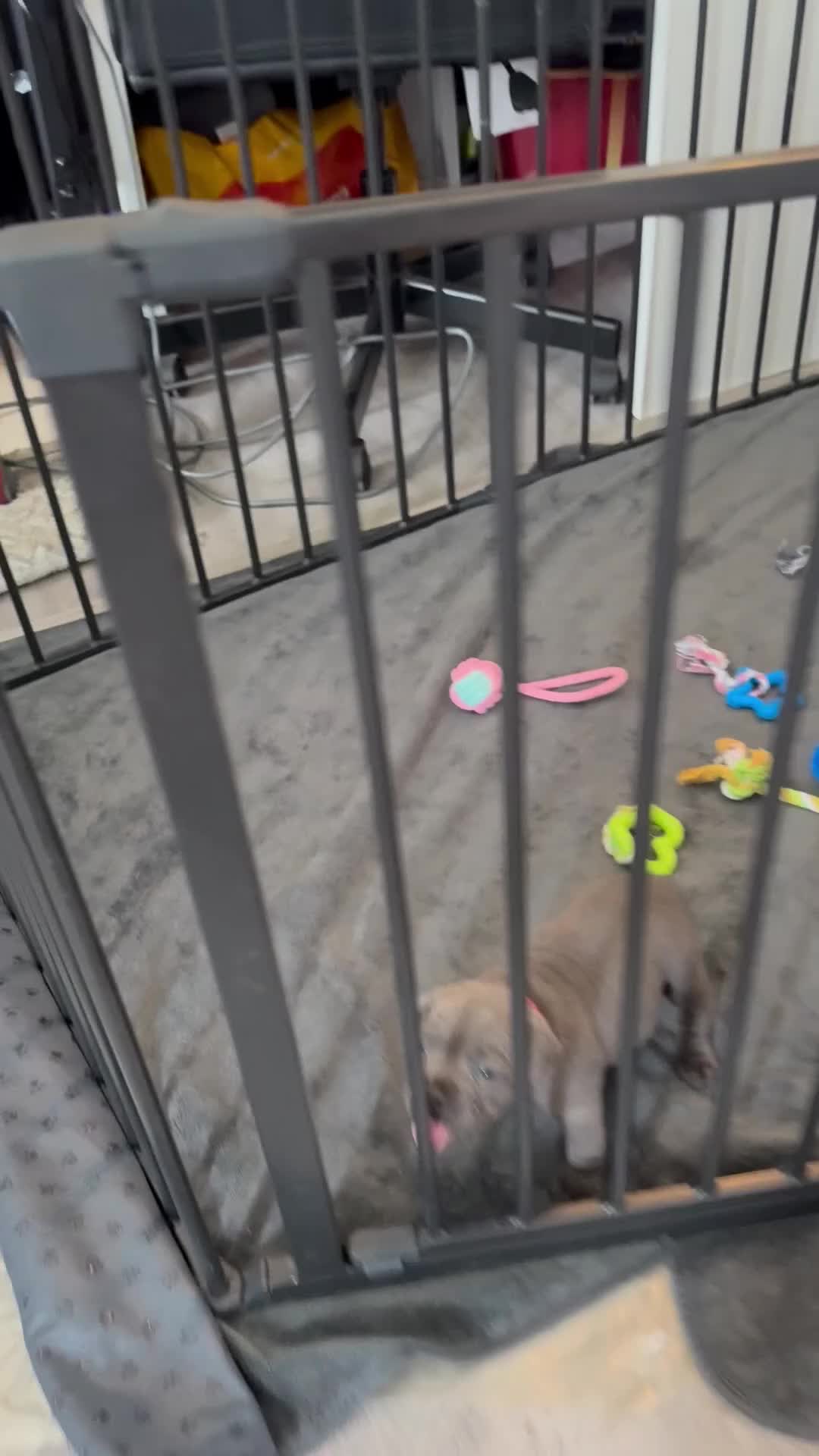 Staffordshire Bull Terrier dogs for sale: Beautiful KC reg blue puppies - Video 1