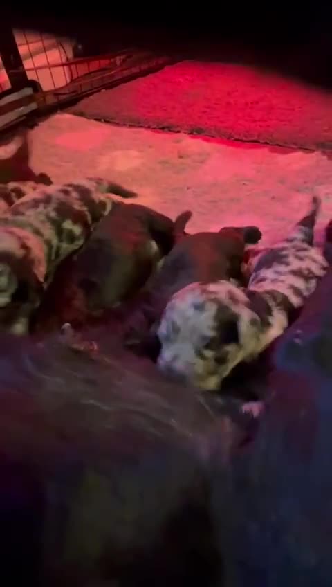 Labradoodle dogs for sale: Adorable Home-Raised F2B Labradoodle Puppies - Video 3