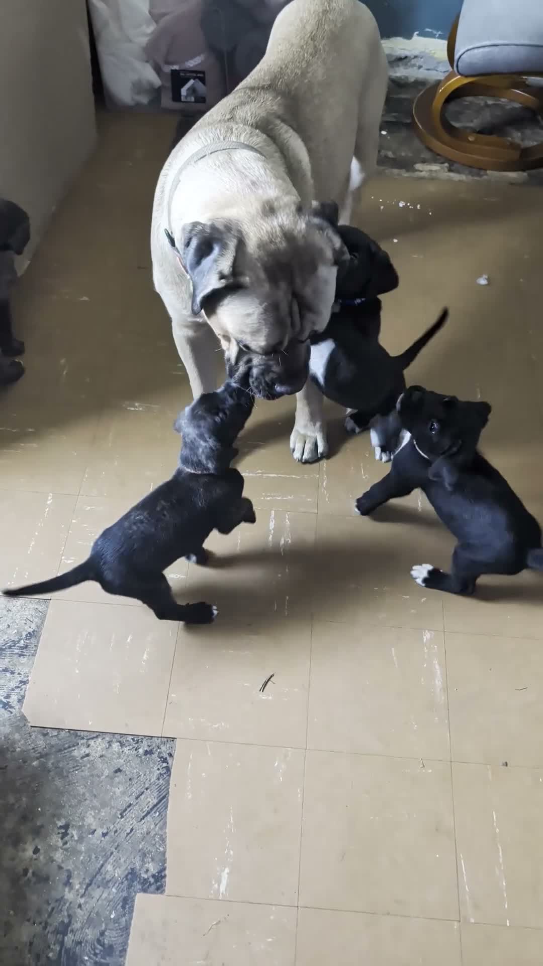 Cane Corso dogs for sale: Beautiful Purebred Cane corso puppies - Video 1
