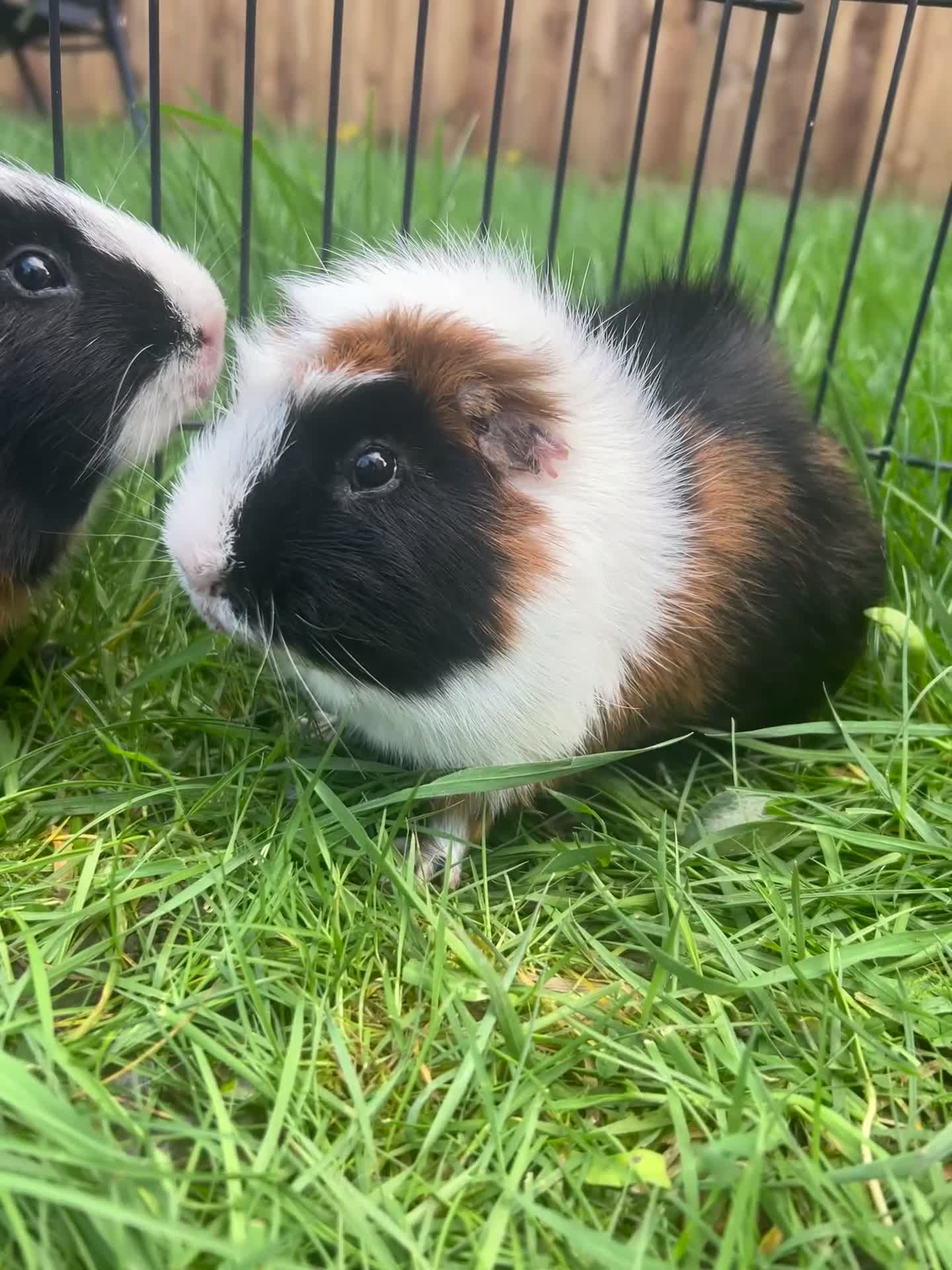 Guinea Pig rodents for sale: Hawk & Panda  - Video 1