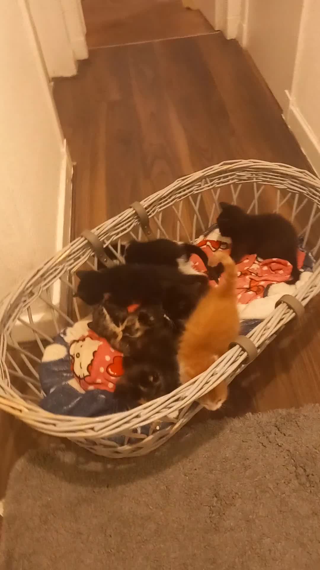 Mixed Breed cats for sale: 8 lovey little kittens looking a loving home  in Dumbarton - Video 1