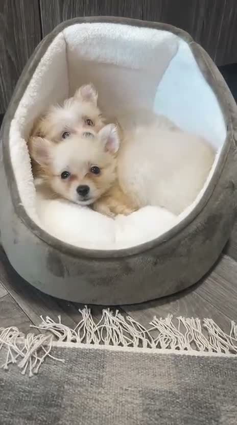 Pomchi dogs for sale: Pomchi  in Hatfield - Video 1