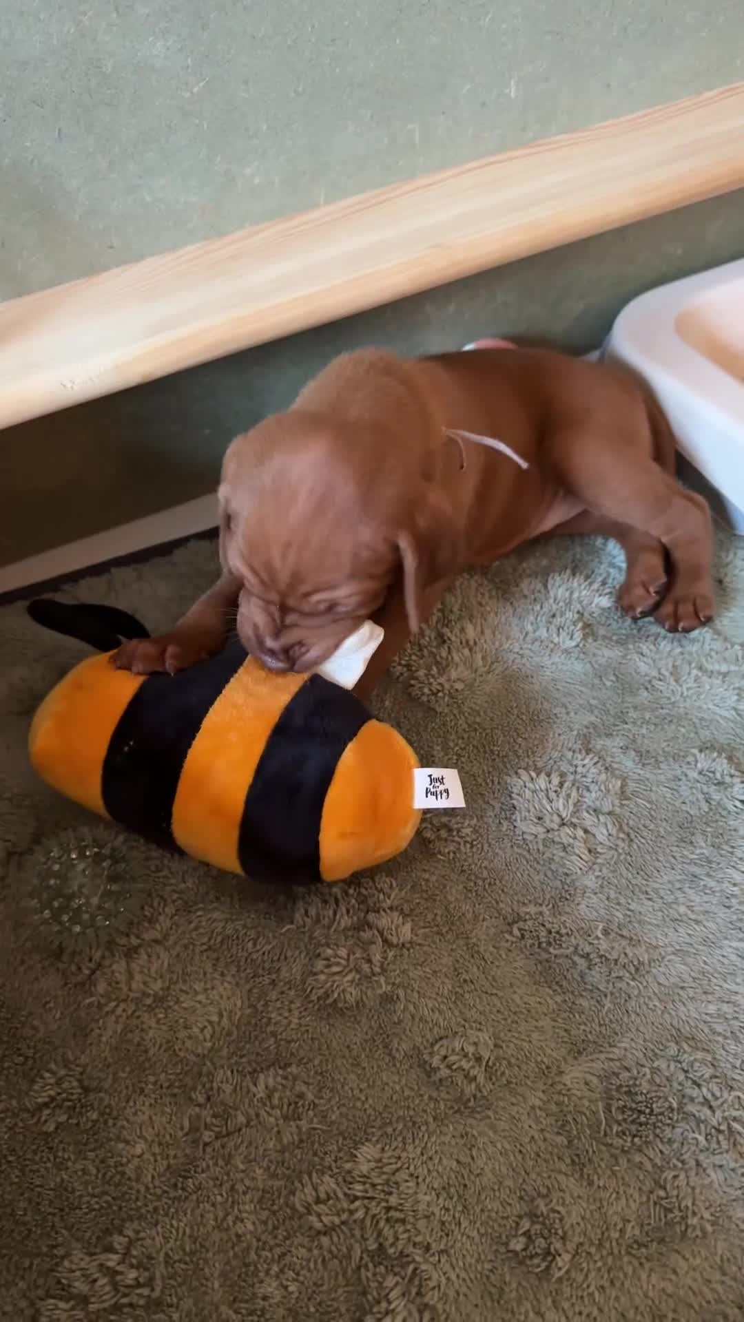 Hungarian Vizsla dogs for sale: Exceptional KC Pedigree Hungarian Vizsla’s 13 jun - Video 1