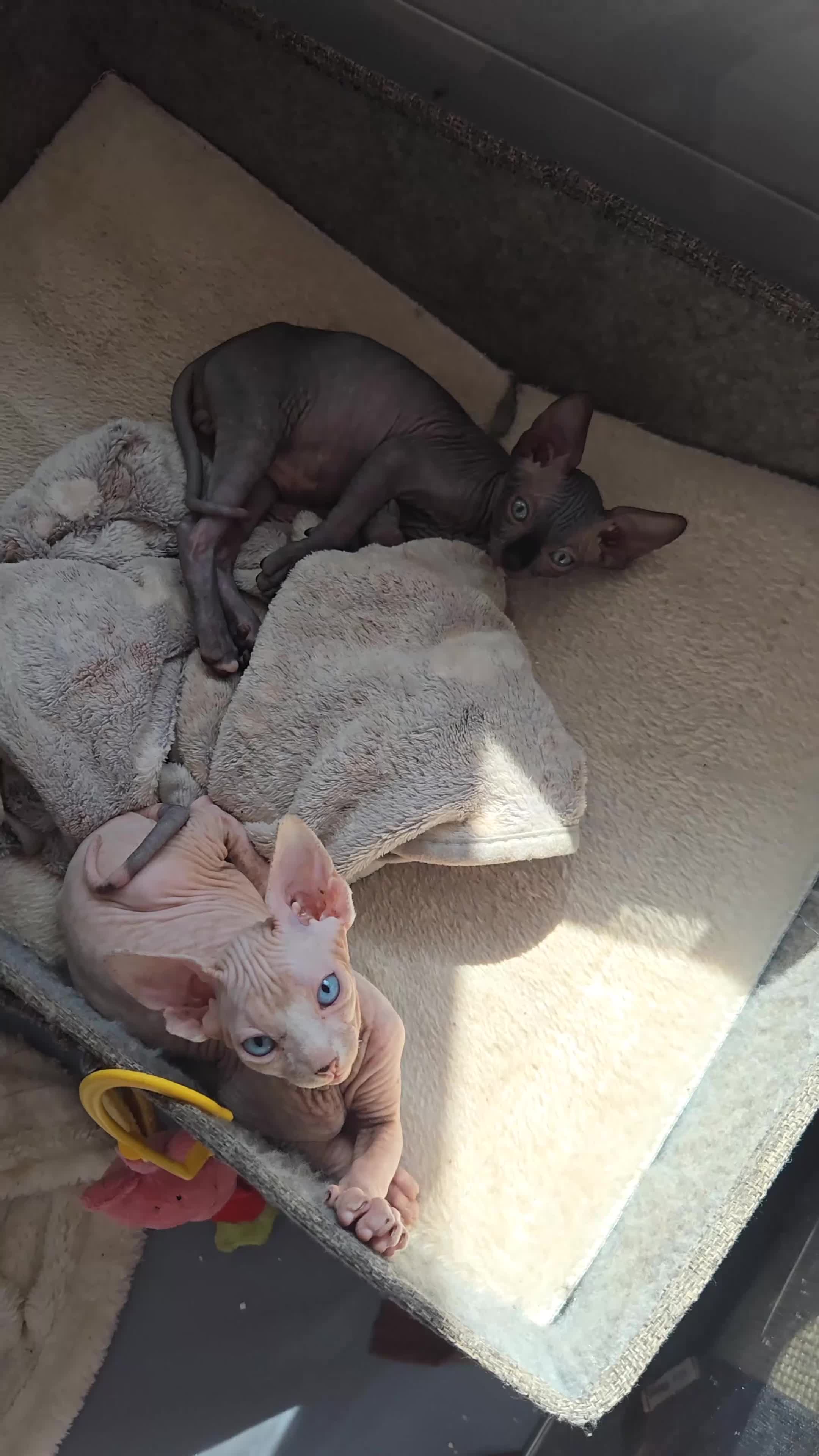 Sphynx cats for sale: Stunning Sphynx boy kitten TICA & GCCF  - Video 2
