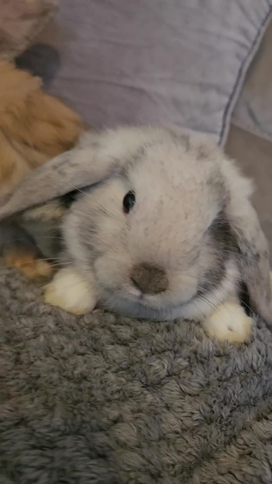 Mini Lop rabbits for sale: Mini lop baby bunnies for sale  - Video 1