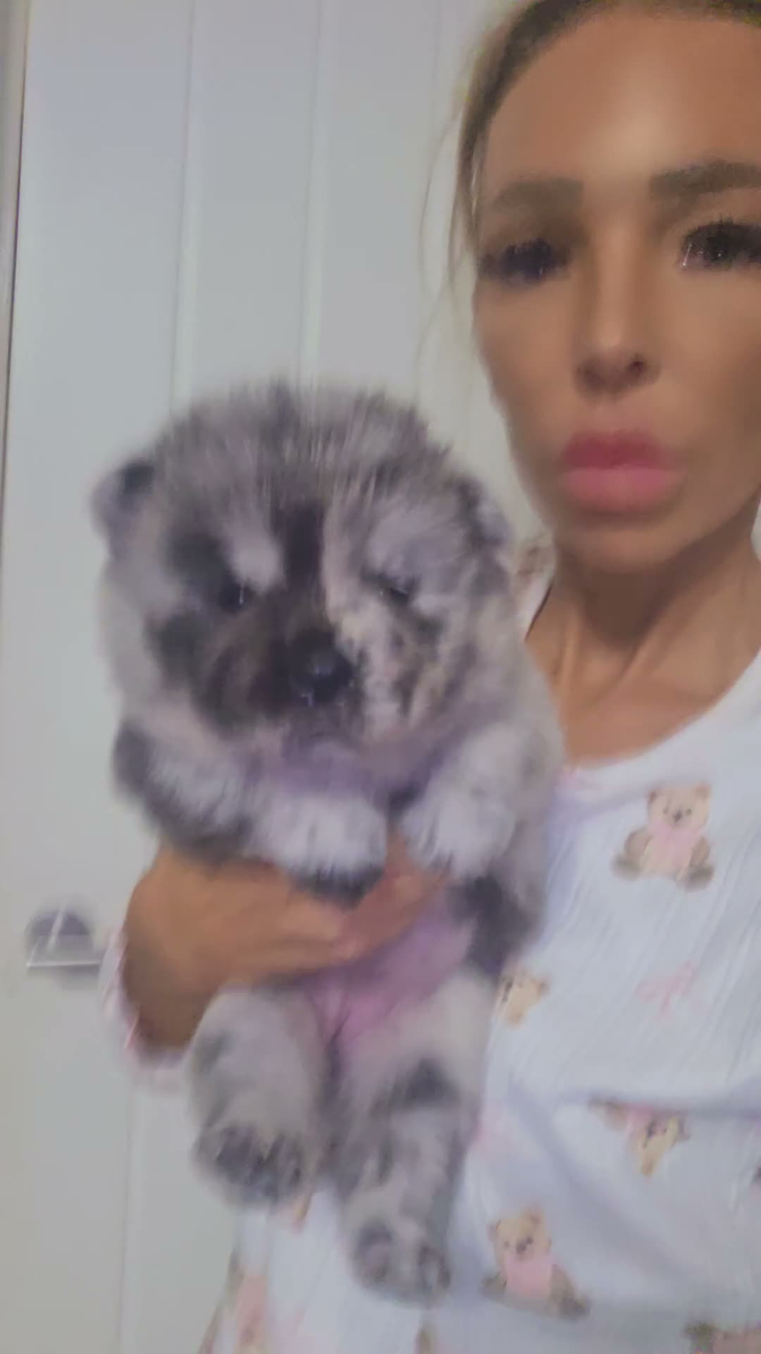 Chow Chow dogs for sale: DWKC PURE CHOW CHOW PUPS - Video 1