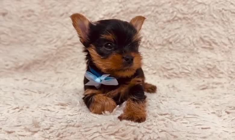 Yorkshire Terrier dogs for sale: True Mini Yorkie Puppies - Video 2