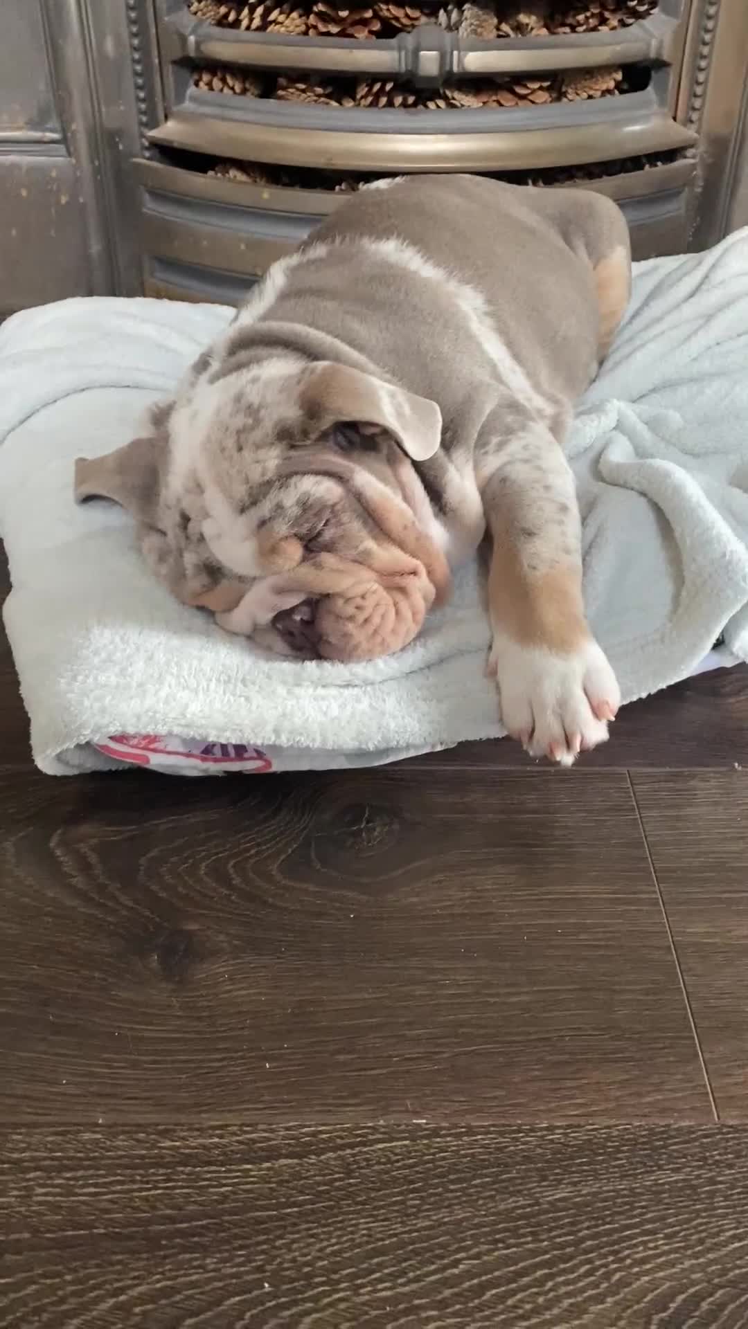 English Bulldog dogs for stud: Ronnie G the ULTIMATE STUD - Video 3