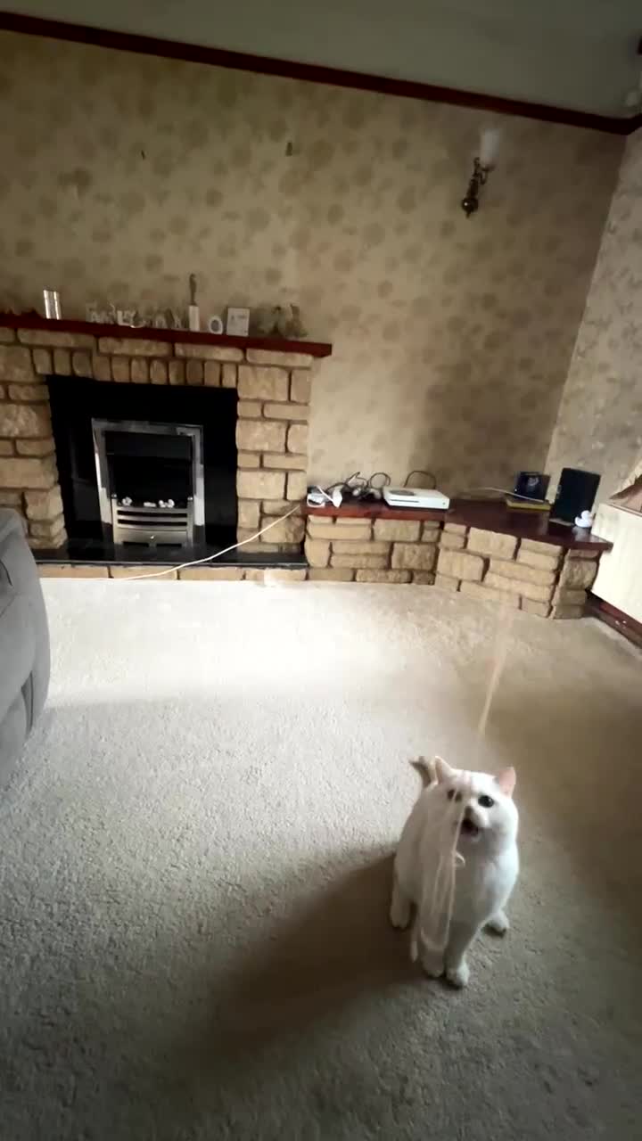 British Shorthair cats for sale: Pedigree White British Shorthair – Aspen - Video 2