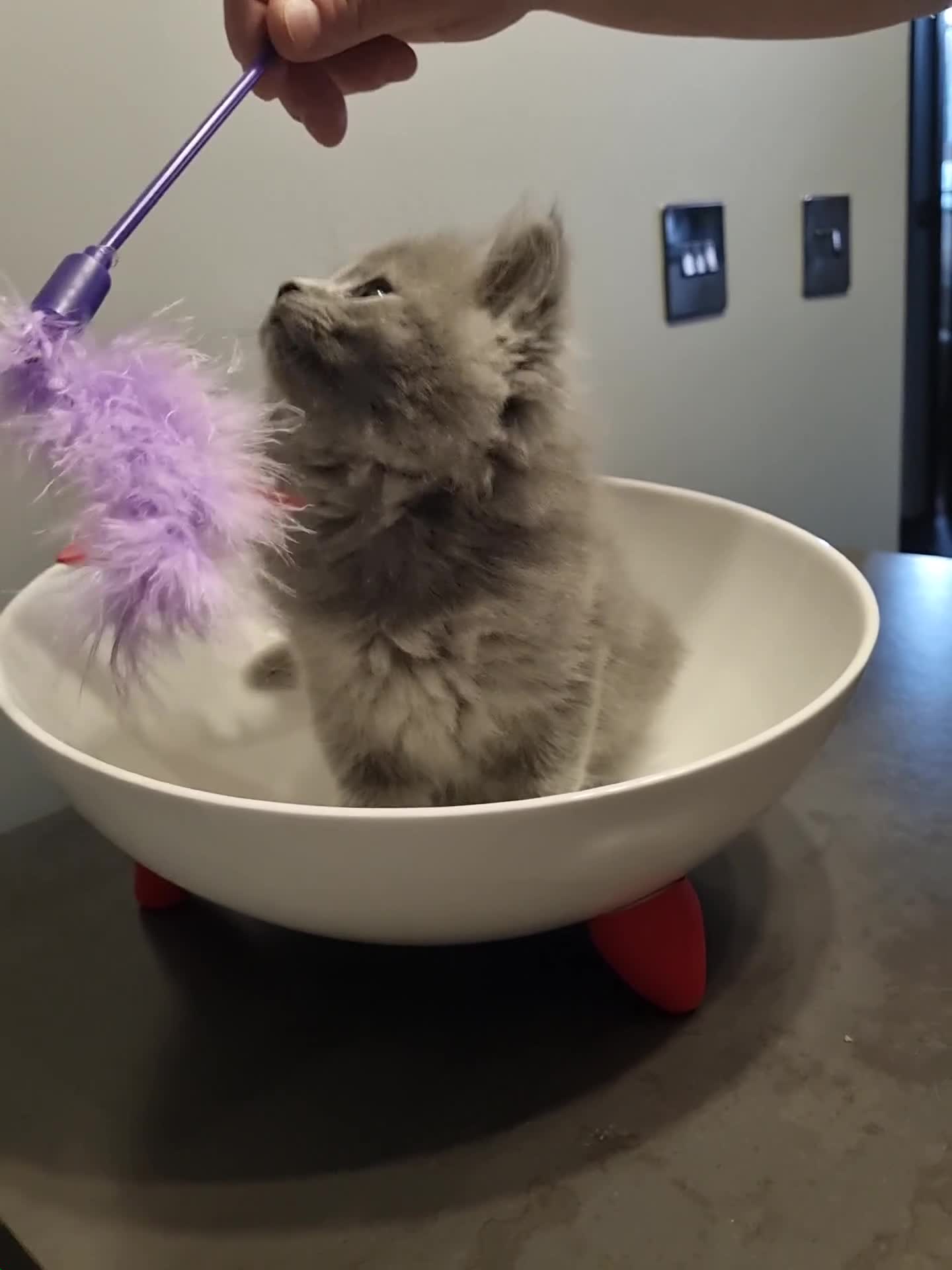 Persian cats for sale: PERSIAN KITTEN FOR SALE in Peterborough - Video 2