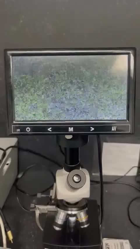 Rottweiler dogs for stud: WELL PROVEN STUD in Halifax - Video 1