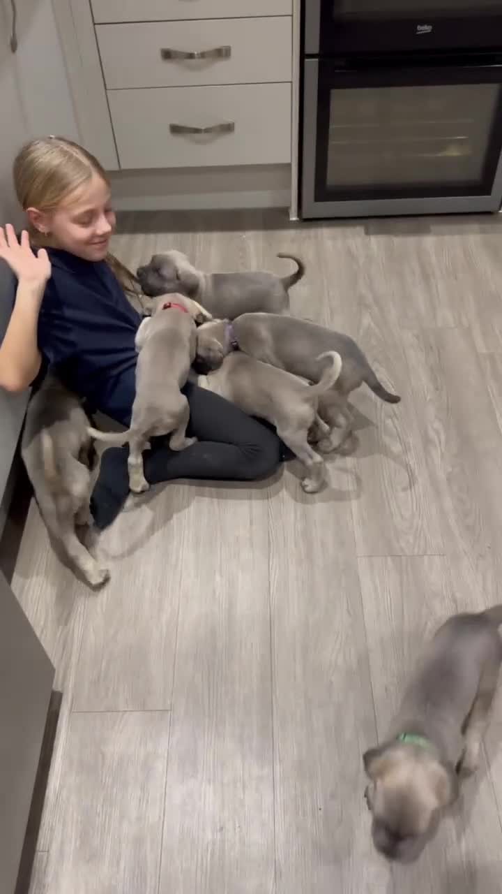 Cane Corso dogs for sale: 🏆 Proven Cane Corso Litter Due August 2026 🏆 - Video 2
