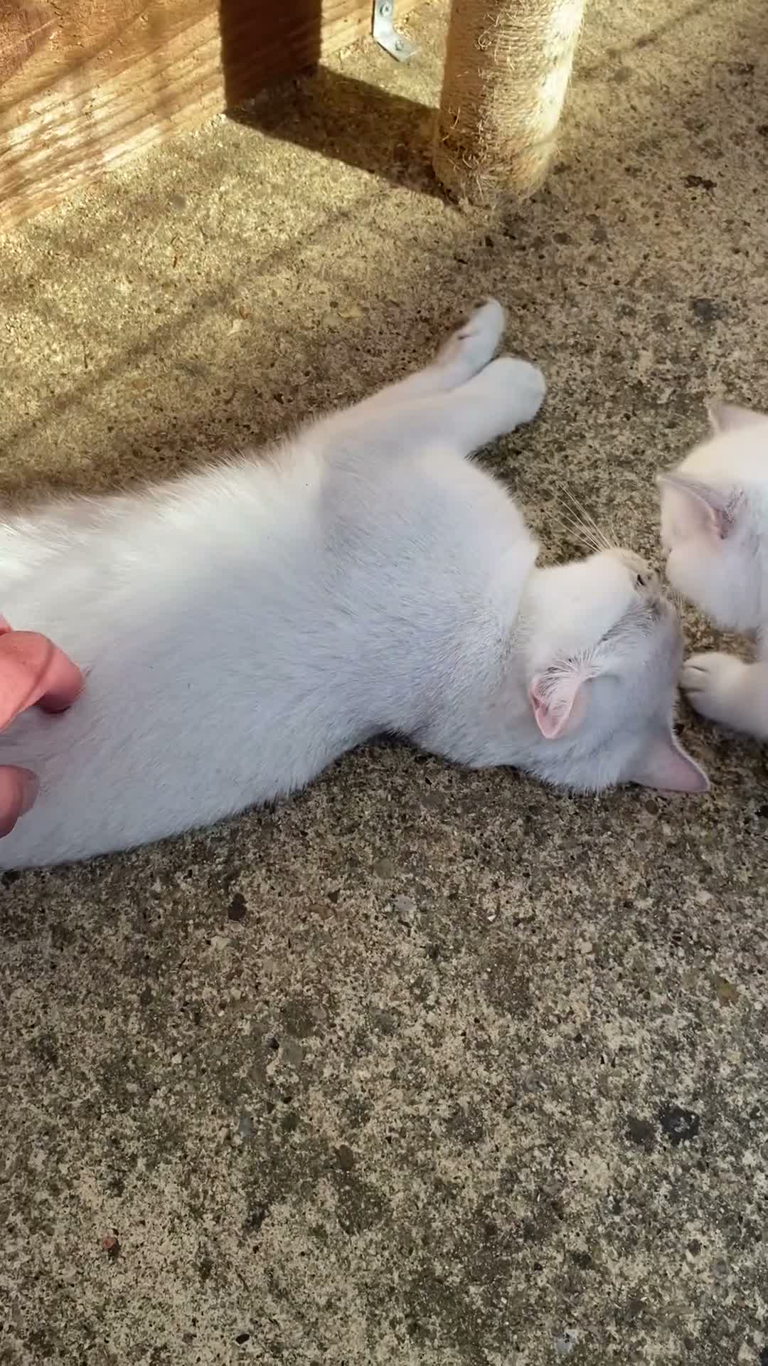 British Longhair cats for sale: 2 HANDSOME BLUE EYED BOYS - Video 1