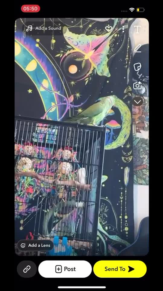 Ringnecks birds for sale: Male ring neck  - Video 1