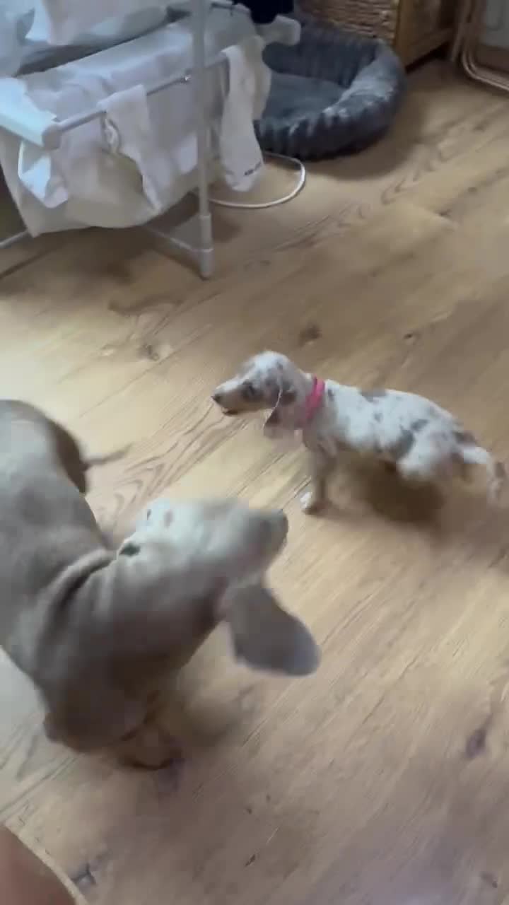 Dachshund dogs for stud: isobella Mini Dashound for stud  - Video 1